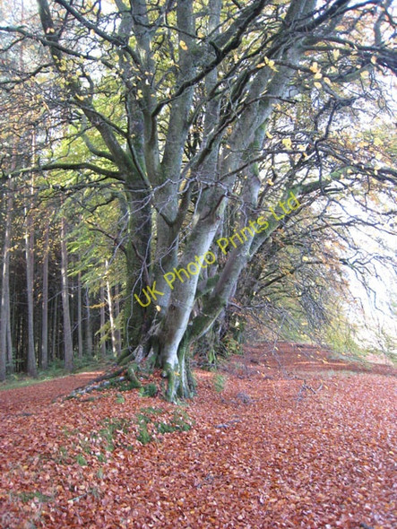 Photo 6"x4" Leaplish Beeches Walk Kielder Water c2007