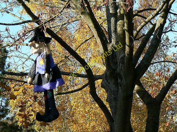 Photo 6"x4" Witch in a tree, Shipton under Wychwood Shipton under Wychwood c2007