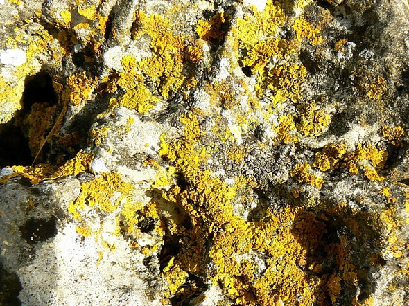Photo 6"x4" Lichen growth, Rollright Stones, Oxfordshire Little Rollright c2007