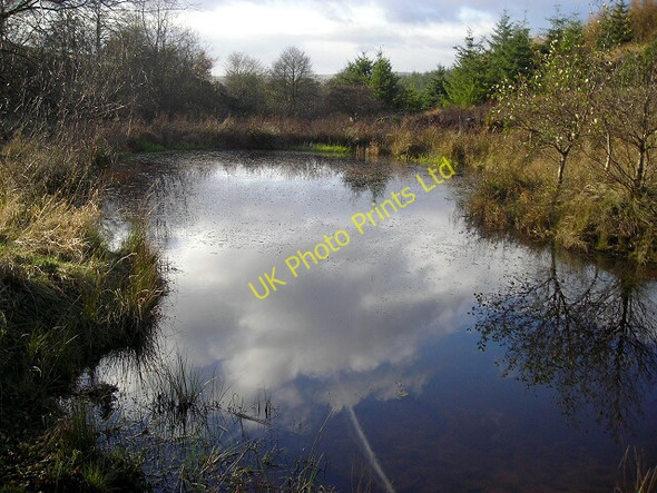 Photo 6"x4" Dragonfly Pond Near Priest Hill Whithaugh c2007