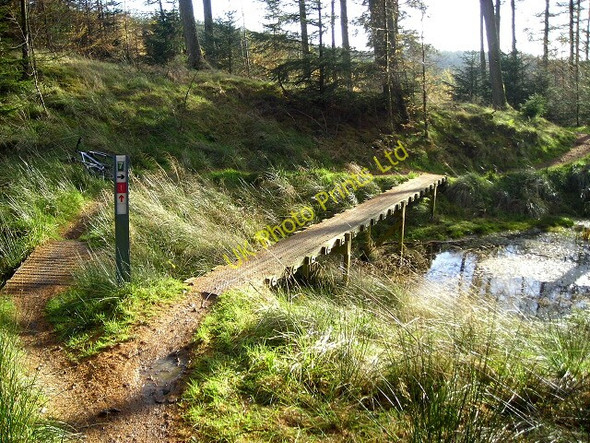 Photo 6"x4" Cycle Trail in Newcastleton Forest Greens\/NY4886 c2007 P1