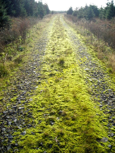 Photo 6"x4" Track in Newcastleton Forest Greens\/NY4886 c2007