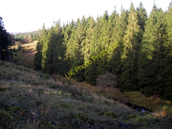 Photo 6"x4" Large Conifers Beside Tweeden Burn Whithaugh c2007