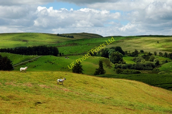Photo 6"x4" Bwlch-Llwyn Bank Camnant\/SO0956 c2007
