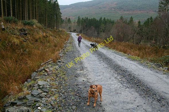 Photo 6"x4" Track Through Deucheran Wood Grogport c2007