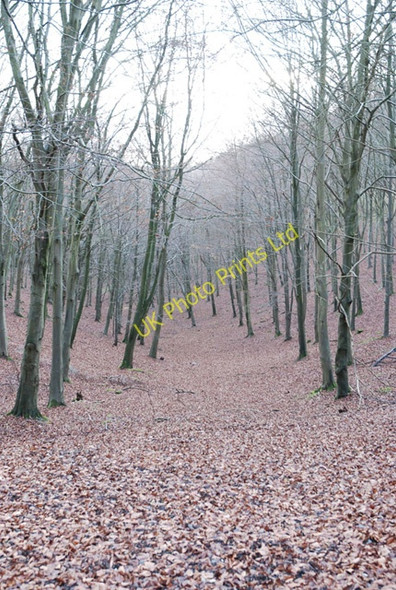 Photo 6"x4" Carpet of leaves in Melbury Wood Charlton\/ST9022 c2007