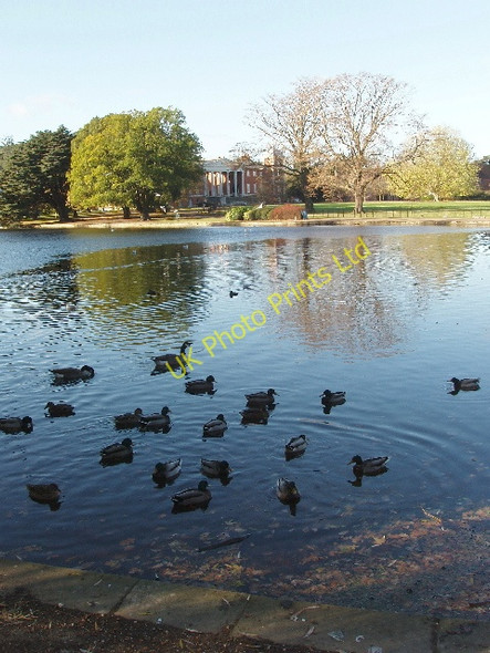 Photo 6"x4" Ducks on the lake, Osterley House Southall c2007