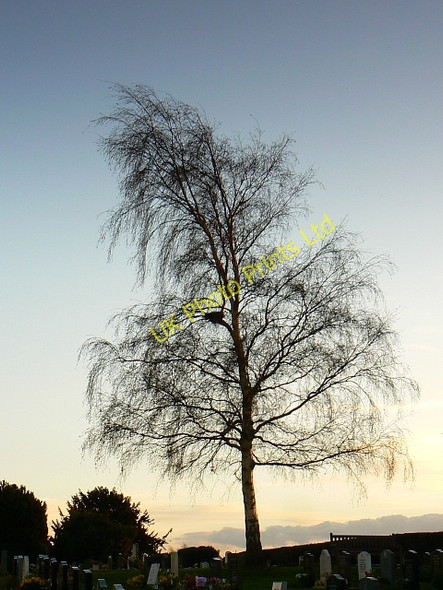 Photo 6"x4" Birch tree, Highworth cemetery, Highworth, Swindon Highworth c2007