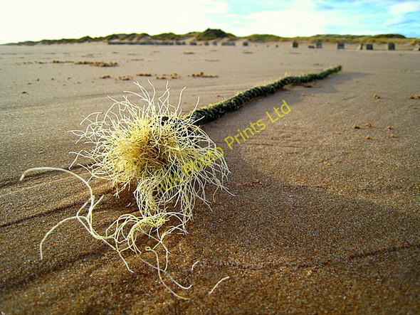 Photo 6"x4" Flotsam on Newburgh beach Newburgh\/NJ9925 c2007