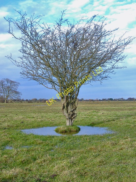 Photo 6"x4" Swine Moor tree, Beverley Beverley c2007