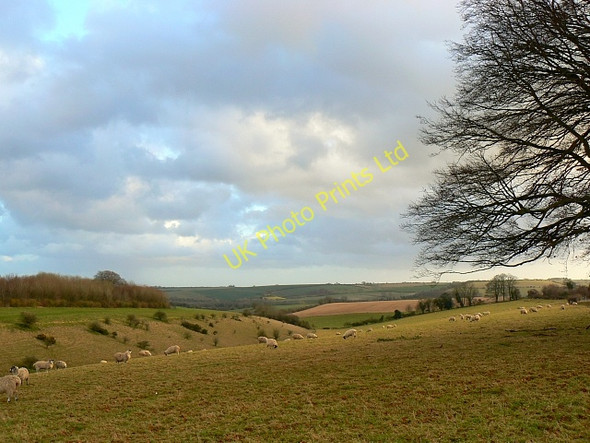 Photo 6"x4" Pasture north of Bishopstone, Wiltshire Bulbridge c2007