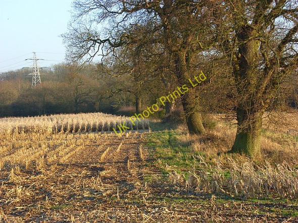 Photo 6"x4" Maize at Mortimer Stratfield Mortimer c2007