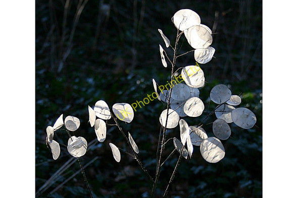 Photo 6"x4" Honesty (Lunaria annua) Fochabers c2007