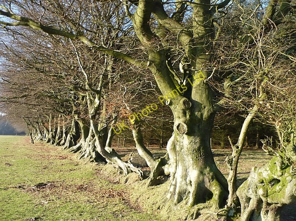 Photo 6"x4" Beech trees, Manmoel Manmoel c2007