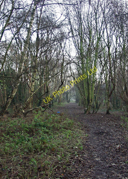 Photo 6"x4" Woods behind the cemetery, Hull Marfleet c2007