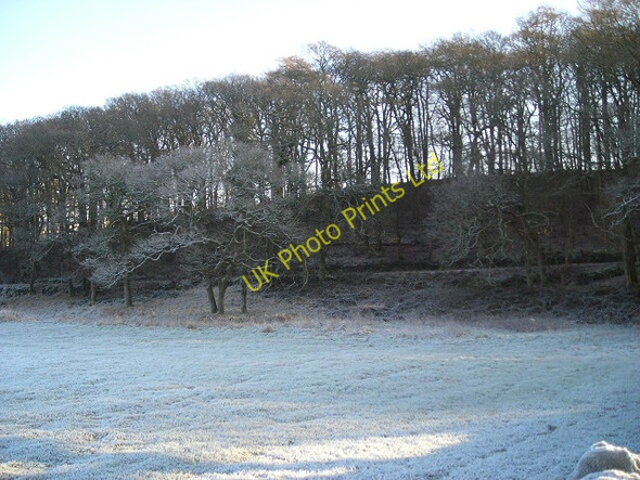 Photo 6"x4" Wooded Bank Near Shawhead Shawhead\/NX8775 c2007