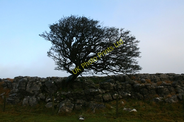 Photo 6"x4" Tree above Gordale Malham\/SD9062 c2007