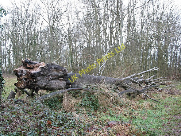 Photo 6"x4" Felled beech at Dinedor Camp Dinedor c2007