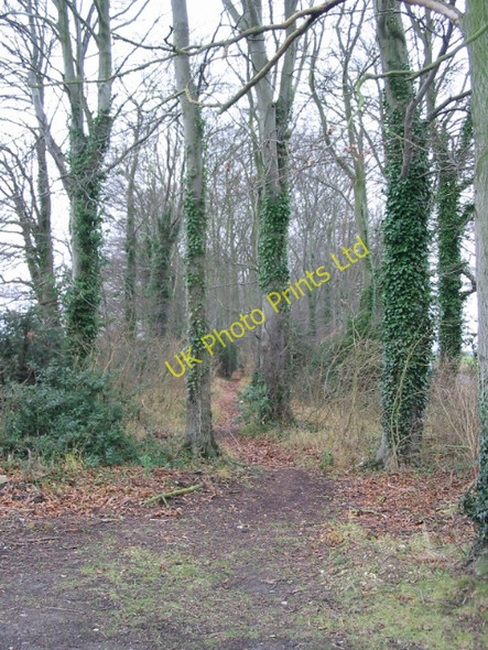 Photo 6"x4" Track through the woods Snowdown c2007