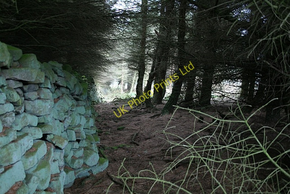 Photo 6"x4" Small Plantation on Fleensop Moor (2) Horsehouse c2007