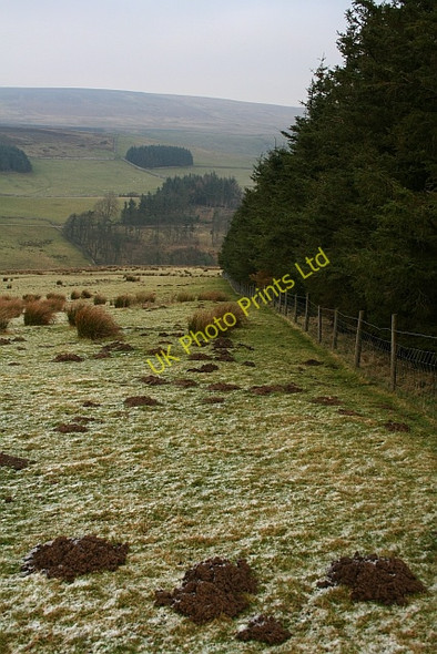 Photo 6"x4" Plantation Boundary on Fleensop Moor. Horsehouse c2007
