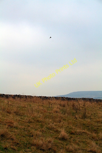 Photo 6"x4" Kestrel Above Carlton Moor Gammersgill c2007