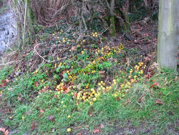 Photo 6"x4" Fallen fruits Hampton Beech c2007