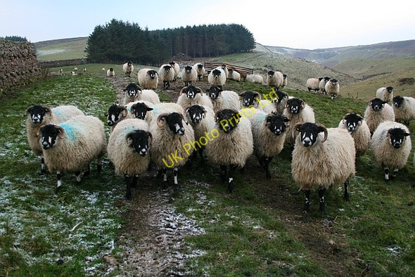 Photo 6"x4" Sheep above Stotgap Gill (2) Gammersgill c2007