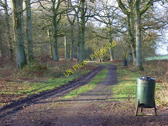 Photo 6"x4" Track in Bottom Coppice Froxfield\/SU2968 c2007