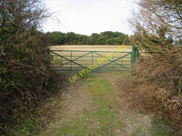 Photo 6"x4" Brown Pudding Plantation beyond the gated field Elvington\/TR2750 c2008