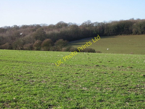 Photo 6"x4" View across the fields to Stafflands Wood Barfrestone c2008