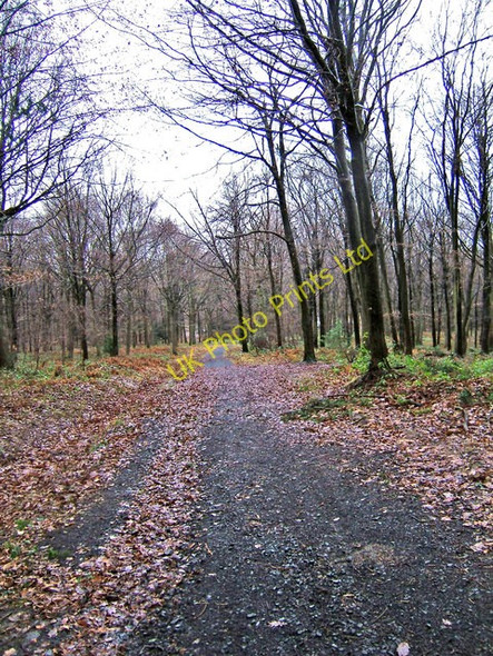 Photo 6"x4" Forestry road & bridleway leading down to car park in Wyre Forest Buttonoak c2008