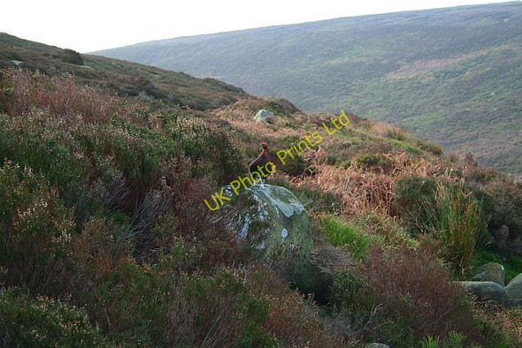 Photo 6"x4" Grouse on a Rock Howgill\/SE0659 c2008