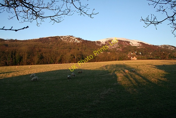 Photo 6"x4" Mayalls Coppice, January 2008 at Dawn Upper Welland c2008