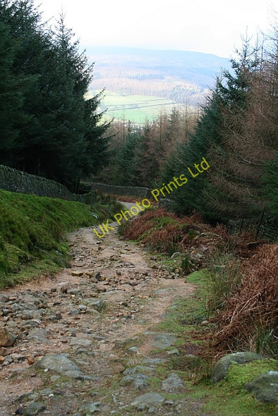 Photo 6"x4" Track Through Forestry Howgill\/SE0659 c2008