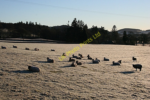 Photo 6"x4" Sheep in the Frost Fordie\/NN7922 c2008