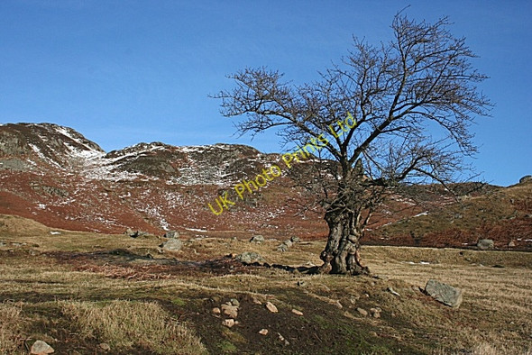 Photo 6"x4" Isolated Tree Invergeldie c2008