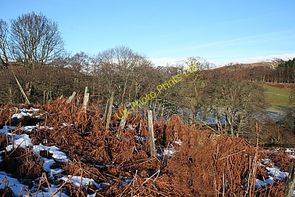 Photo 6"x4" Old Fence, Glen Lednock Comrie\/NN7722 c2008