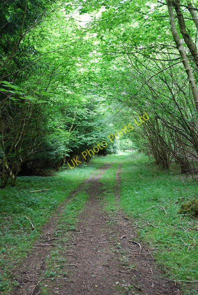 Photo 6"x4" Baverstock Long Coppice Little Langford\/SU0436 c2007