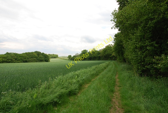 Photo 6"x4" Edge of Tare Coat woods Little Langford\/SU0436 c2007