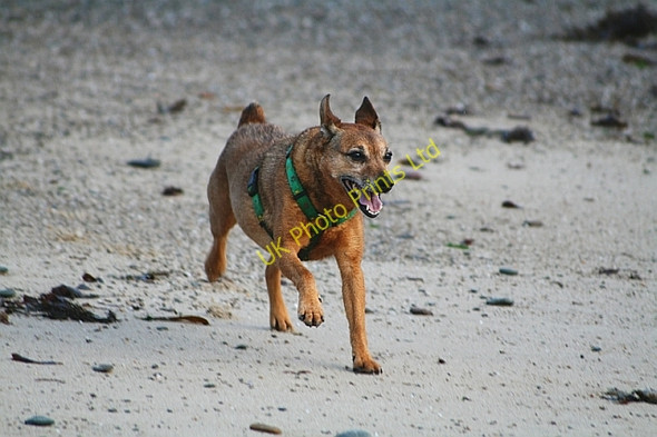 Photo 6"x4" Dog on Beach at Saddell Bay Saddell c2008