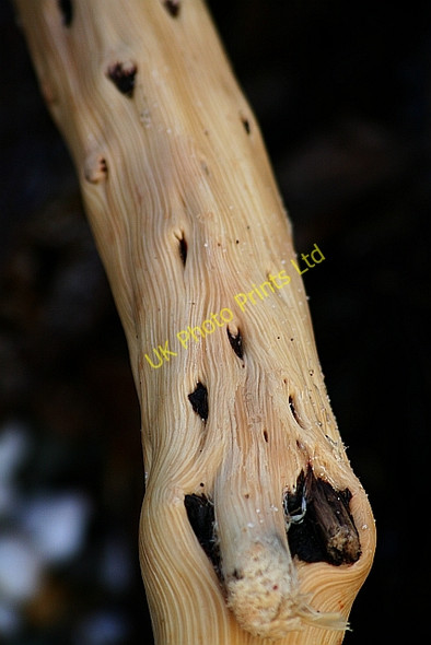 Photo 6"x4" Driftwood on Saddell Beach Saddell c2008