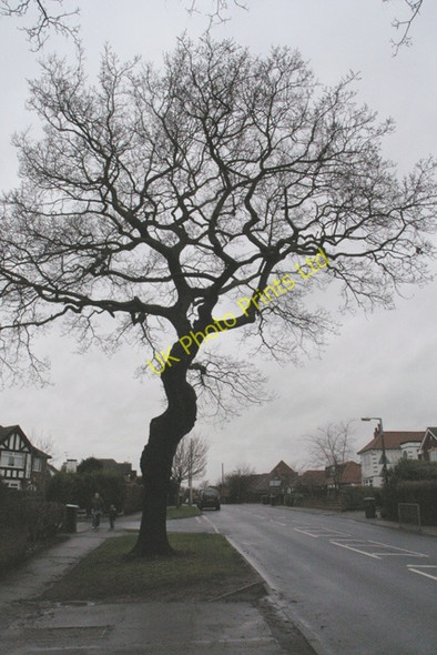 Photo 6"x4" Tree on Cator Lane, Chilwell Beeston\/SK5236 c2008