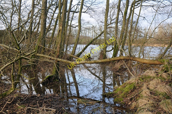 Photo 6"x4" White Moss Loch Aberuthven c2008