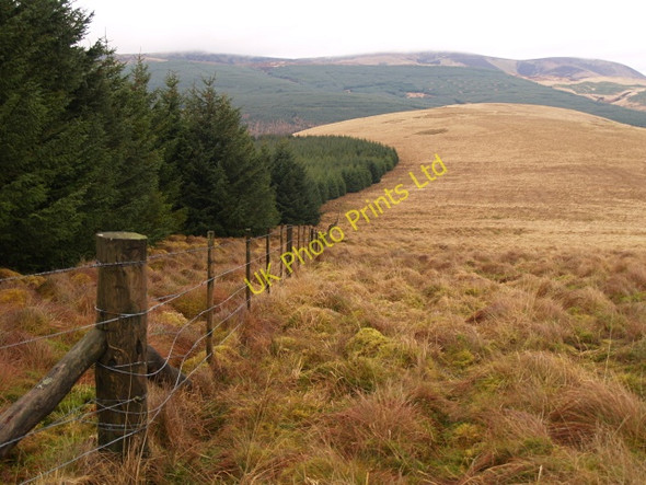 Photo 6"x4" Forest edge and fence, Glengonnor Hill Glenbreck c2008