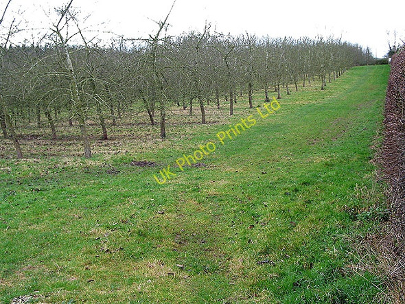 Photo 6"x4" Orchard in winter Fishpool\/SO6629 c2008