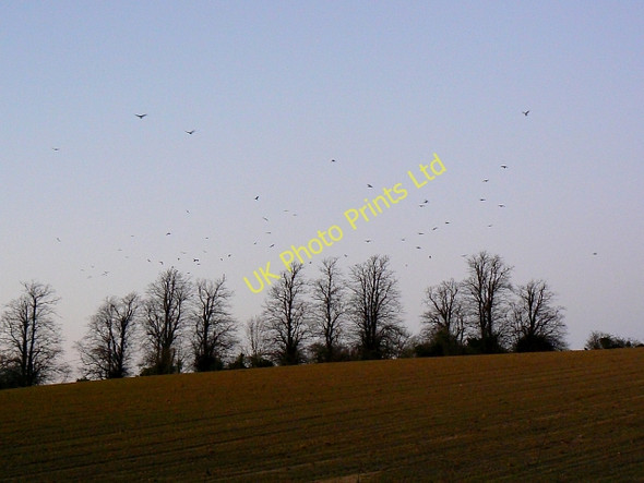 Photo 6"x4" Rooks at dusk, near Folly Hill, Faringdon Faringdon c2008