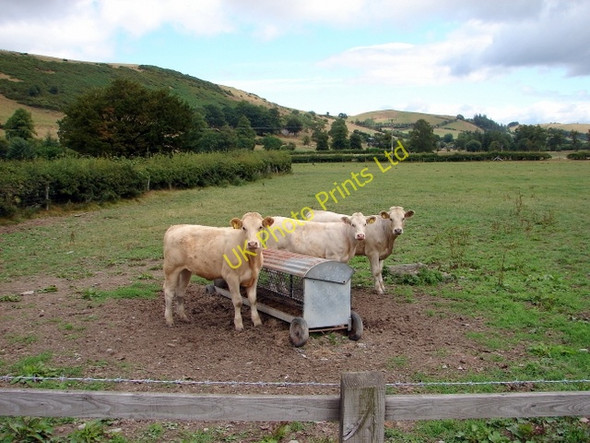 Photo 6"x4" See no evil, hear no evil................. Llangurig c2006