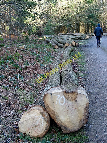 Photo 6"x4" Felled timber Linton\/SO6625 c2008