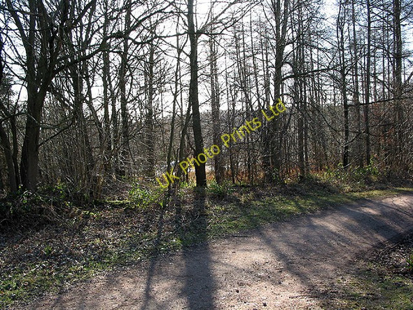 Photo 6"x4" M50 passes through the woodland Gorsley Common c2008
